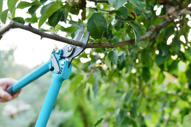 Emergency Storm Tree Removal in Robersonville, NC